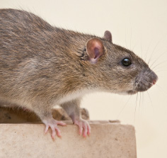 rat contrats de dératisation farago manche calvados